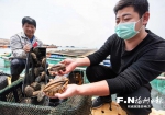 福州连江鲍鱼产业“冰封”消融 直播带货有了新销路 - 新浪