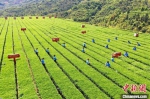 安溪铁观音迎来春茶采摘、生产的黄金时节。　林楷煜 摄 - 福建新闻