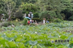 福州茶亭公园200多种荷花进入盛花期 引市民游人打卡 - 新浪