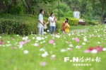 福州花海公园再迎波斯菊“盛宴” 花朵犹如花间精灵 - 新浪