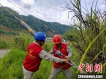 　　6月8日上午，将乐县供电公司员工对10千伏竹舟线沿河低洼地段杆基拉线进行加固。　郑承光 摄 - 福建新闻