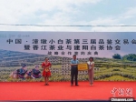 2020年5月，漳墩举办白茶品鉴与交易会(右一为陈莉娜)。　张丽君 摄 - 福建新闻