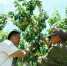 夏日炎炎，地处福建省福州市闽清县下祝乡的5000亩水蜜桃又迎来一个丰收季。图为当地果农忙着采摘水蜜桃。　蒋祖德 摄 - 福建新闻