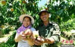 下祝乡水蜜桃种植带动村民脱贫致富。　蒋祖德 摄 - 福建新闻