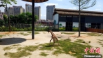 尚未满月的小长颈鹿开心在园内奔跑。　杨伏山 摄 - 福建新闻
