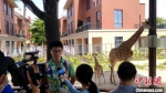 厦门灵玲国际马戏城动物保育员向记者介绍新生小长颈鹿的情况。　杨伏山 摄 - 福建新闻