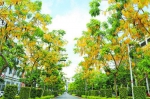 厦门多地腊肠树开花风景如画 街头下起“黄金雨” - 新浪