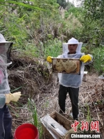 黄金富正在苎畲村林下养蜂场协助村民采蜜。　张德先 摄 - 福建新闻