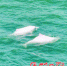 3只中华白海豚现身厦门海域 欢腾嬉戏持续10分钟左右 - 新浪