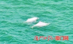 3只中华白海豚现身厦门海域 欢腾嬉戏持续10分钟左右 - 新浪