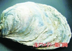 集大师生变废弃牡蛎壳为土壤改良剂 研究耗时七年 - 新浪