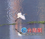 漳州开发区生态环境不断改善 数百只白鹭海滩翩翩起舞 - 新浪