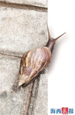 非洲大蜗牛雨后常在厦出没 专家提醒：病菌多切勿食用 - 新浪