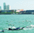 厦门首个民间中华白海豚观测点设立 可近距离看海上国宝 - 新浪