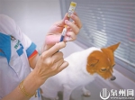 狗狗也需要持证打疫苗 - 新浪