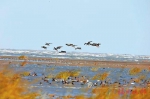 闽江河口迎来最佳观鸟季 可观赏100多种鸟 - 新浪
