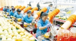 三绿果蔬蜜柚加工厂内工人正在包装蜜柚准备出口 - 新浪