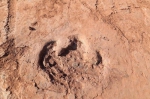 重磅！福建上杭发现8000万年前恐龙足迹群 - 新浪