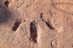 重磅！福建上杭发现8000万年前恐龙足迹群 - 新浪