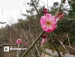 福州市区梅花即将绽放 1月下旬迎来“梅好”时节 - 新浪
