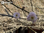 福州市区梅花即将绽放 1月下旬迎来“梅好”时节 - 新浪