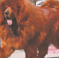 泉州城区禁养53种烈性犬 两个月内须自行处理 - 新浪