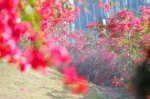 赏花正当时，厦门各色花海惊艳上线…… - 新浪