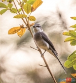 琉球山椒鸟现身 系福建首次记录到的新鸟种 - 新浪