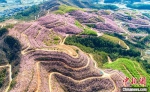 三明清流：2000亩30多万株樱花盛开美如画 - 新浪