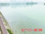 15年来最大规模 厦门筼筜湖月底开始全面清淤 - 新浪
