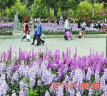 仙岳公园鲜花盛放，不少市民前往赏花。 （本报记者 吴君宁 摄） - 新浪