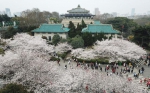 3月13日，来自各地的援鄂医护人员在武汉大学校园共赴樱花之约。 - 新浪