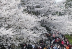 3月13日，医护人员在武汉大学樱花大道赏樱。 - 新浪