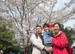 3月13日，辽宁援鄂医疗队丹东市中心医院护士李杰（右）与家人在武汉大学樱花树下合影。 - 新浪