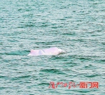 专家代表实地考察中看到白海豚畅游。 （通讯员 周清 摄） - 新浪