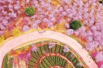 南靖土楼景区的紫云山生态庄园内，漫山遍野的樱花竞相绽放。林辉 摄 - 新浪
