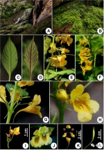 武夷山国家公园发现2个植物新种，科学家找了60年 - 新浪