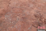 福建上杭恐龙足迹群化石科考又有重要发现 - 新浪