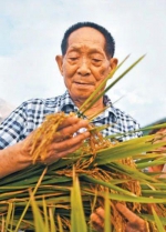 谢华安院士追忆袁隆平：他是名副其实的“中国杂交水稻之父” - 新浪
