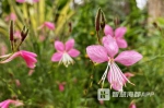 云集1500种花卉， 福州千卉园奇异芬芳 - 新浪