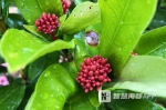 云集1500种花卉， 福州千卉园奇异芬芳 - 新浪