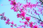 厦门植物园6个福建山樱花新品种获国家植物新品种权 - 新浪