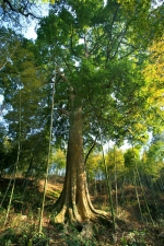 三明4株“中国最美古树”，看看有多美 - 新浪