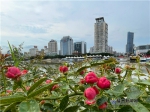 蓝色步道环岛、蔷薇花带四季飘香！福州中洲岛美颜升级 - 新浪