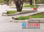 漳州:碧湖公园，流浪狗的乐园？ - 新浪