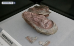 科学家发现全球科学记录最完整恐龙胚胎，蜷曲17厘米蛋化石 - 新浪