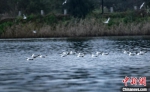 万只水鸟“做客”福建宁德东湖国家湿地公园 - 新浪