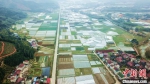 空中俯瞰美丽的乡村田野。　魏永青 摄 - 福建新闻