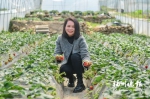 叶尔贞和她的草莓园。 - 福建新闻
