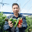 钟武钦介绍美营禽族村青椒、甜椒的种植情况。　张金川 摄 - 福建新闻